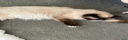 Ragdoll cats for sale: Ragdoll X Kittens  - Advert 1