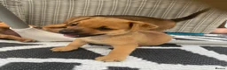 Mixed Breed dogs for sale: Jack Russell cross Yorkie cross Chihuahua  in Pontypool - Advert 13