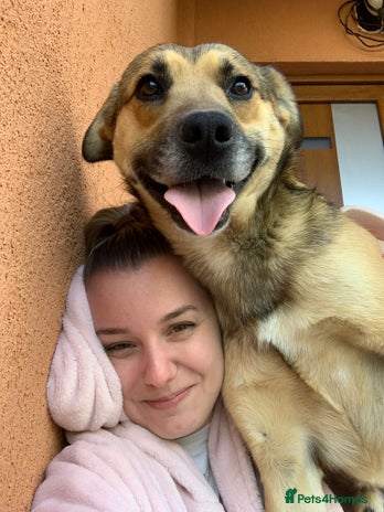 ROMEO, a gentle and handsome Boy for a Loving Home