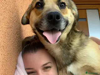 Mixed Breed dogs ROMEO, a gentle and handsome Boy for a Loving Home in Nottingham - Advert 2