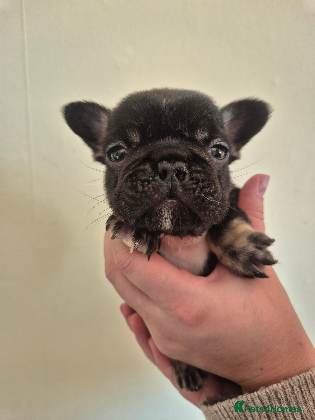 French Bulldog dogs for sale: Beautiful Frenchie Pups - Advert 2