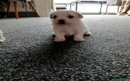Maltipoo dogs for sale: Stunning Malshipoo pups for sale - Image 5