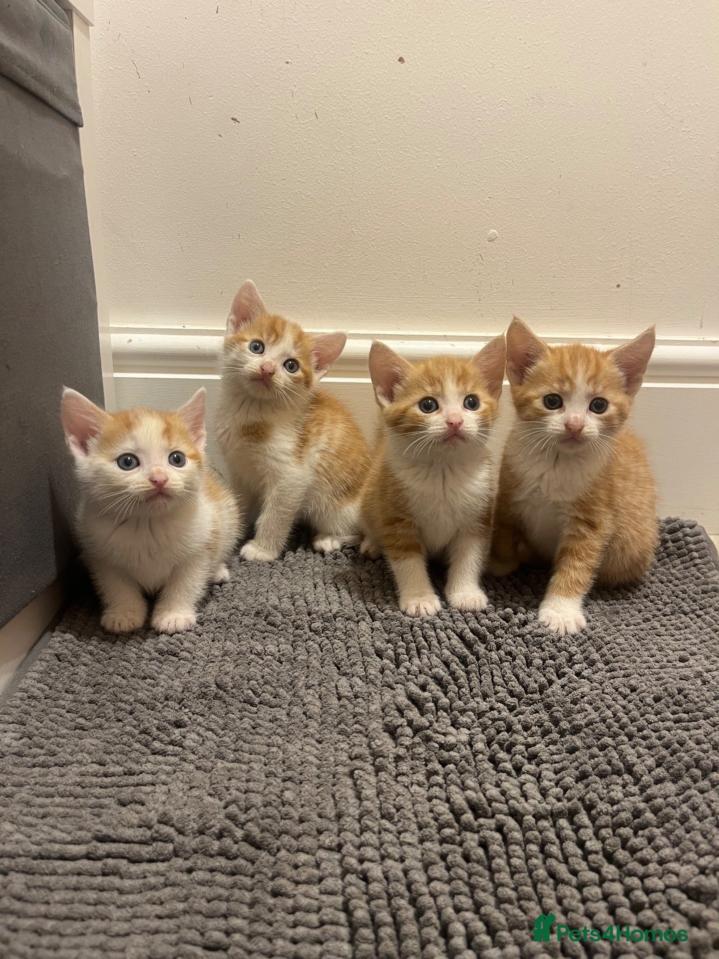 Mixed Breed cats Ginger & white kittens for sale  - Advert 3