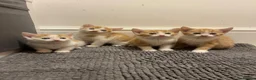 Mixed Breed cats for sale: Ginger & white kittens for sale  - Advert 1