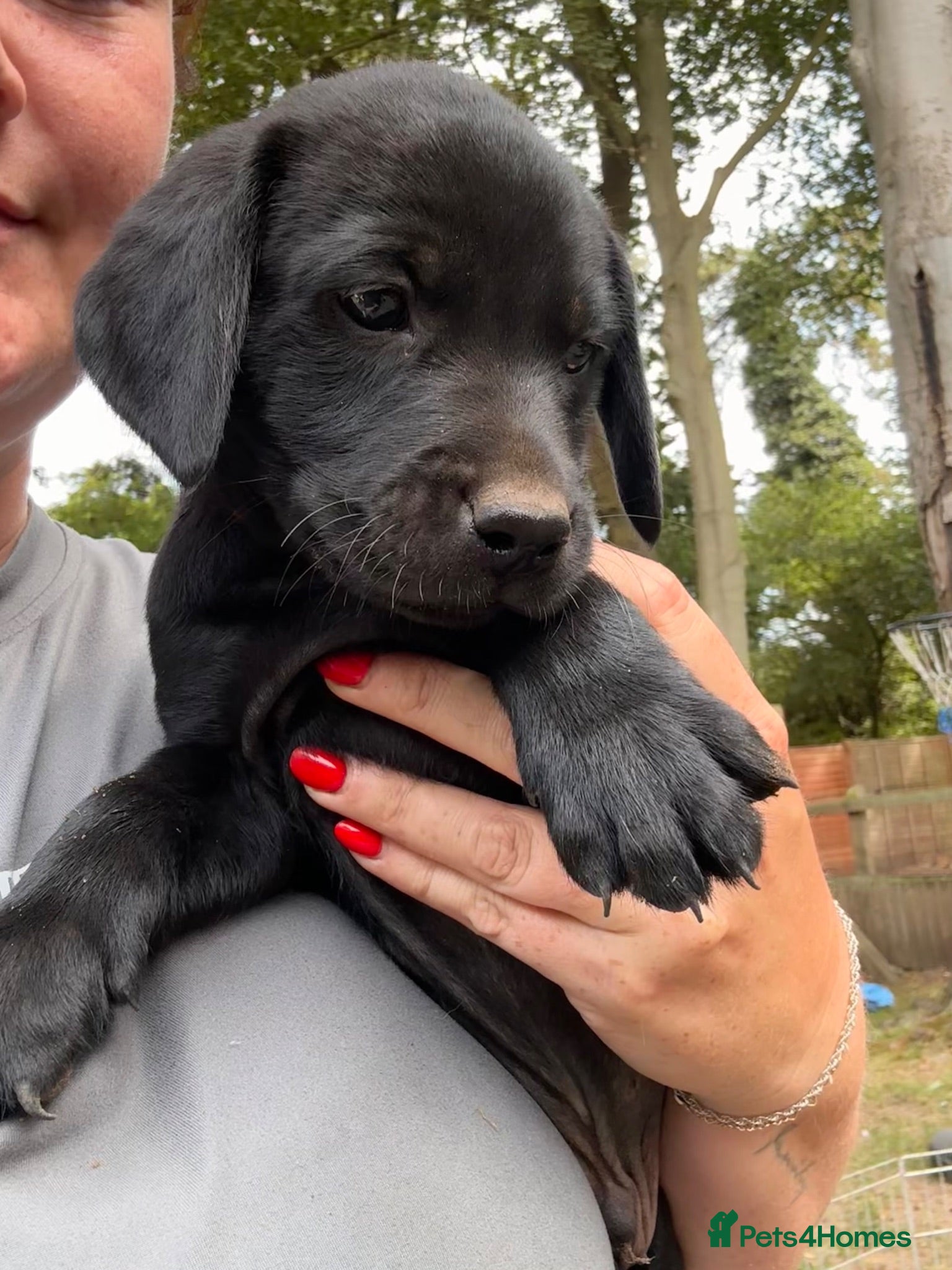 Labrador Retriever dogs Chunky Labrador Puppies  - Advert 2