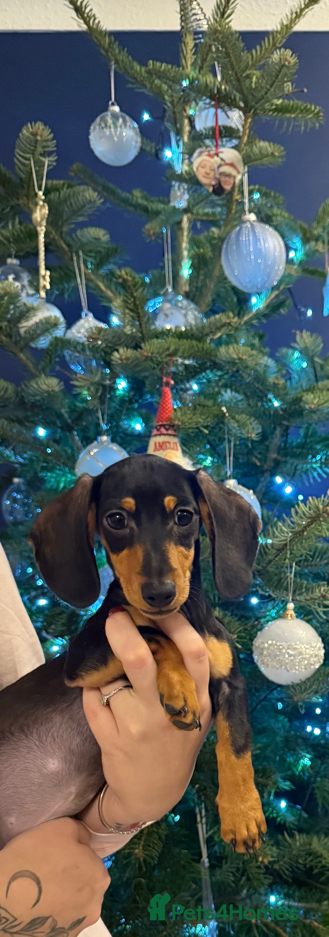 Miniature Dachshund dogs for sale: Miniature dachshunds- 9 weeks not 15   - Advert 2