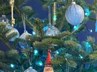 Miniature Dachshund dogs Miniature dachshunds- - Advert 4