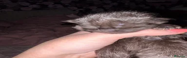 Maine Coon Kitten 4