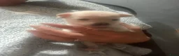 Chihuahua dogs for sale: Stunning litter of chi pups!  - Advert 10