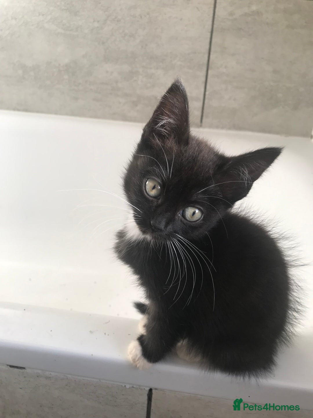 Mixed Breed cats for sale: 2 playful kittens looking for a loving home - Advert 3