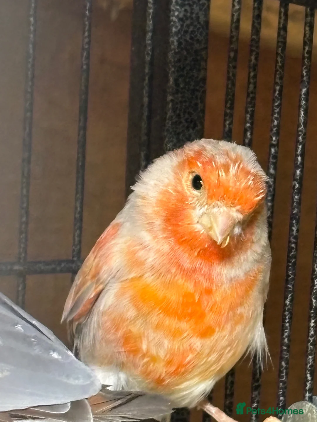Canaries birds for sale: Pretty pair of canaries - Advert 1