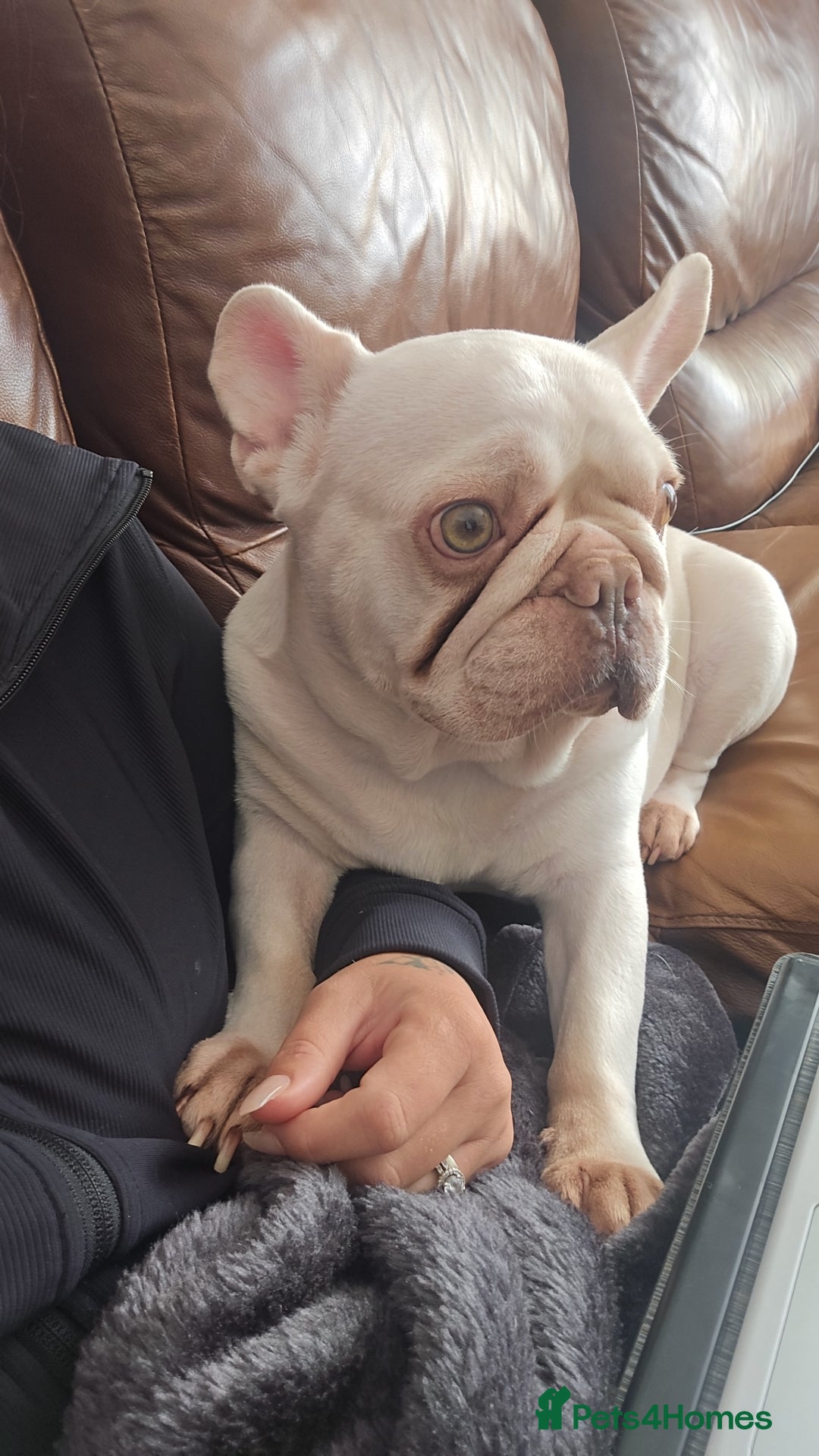 French Bulldog dogs for sale: French bulldog - Image 2
