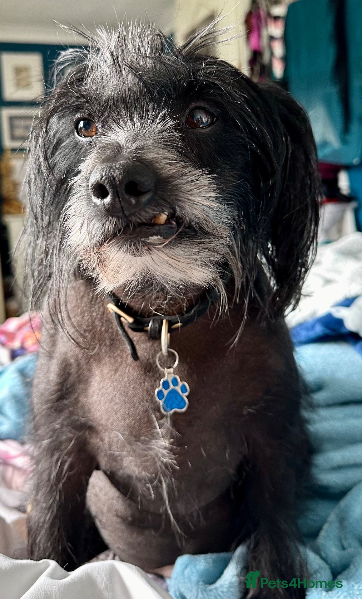 Mixed Breed dogs for sale: Older Gentleman Looking for His Happy Ever After - Advert 2