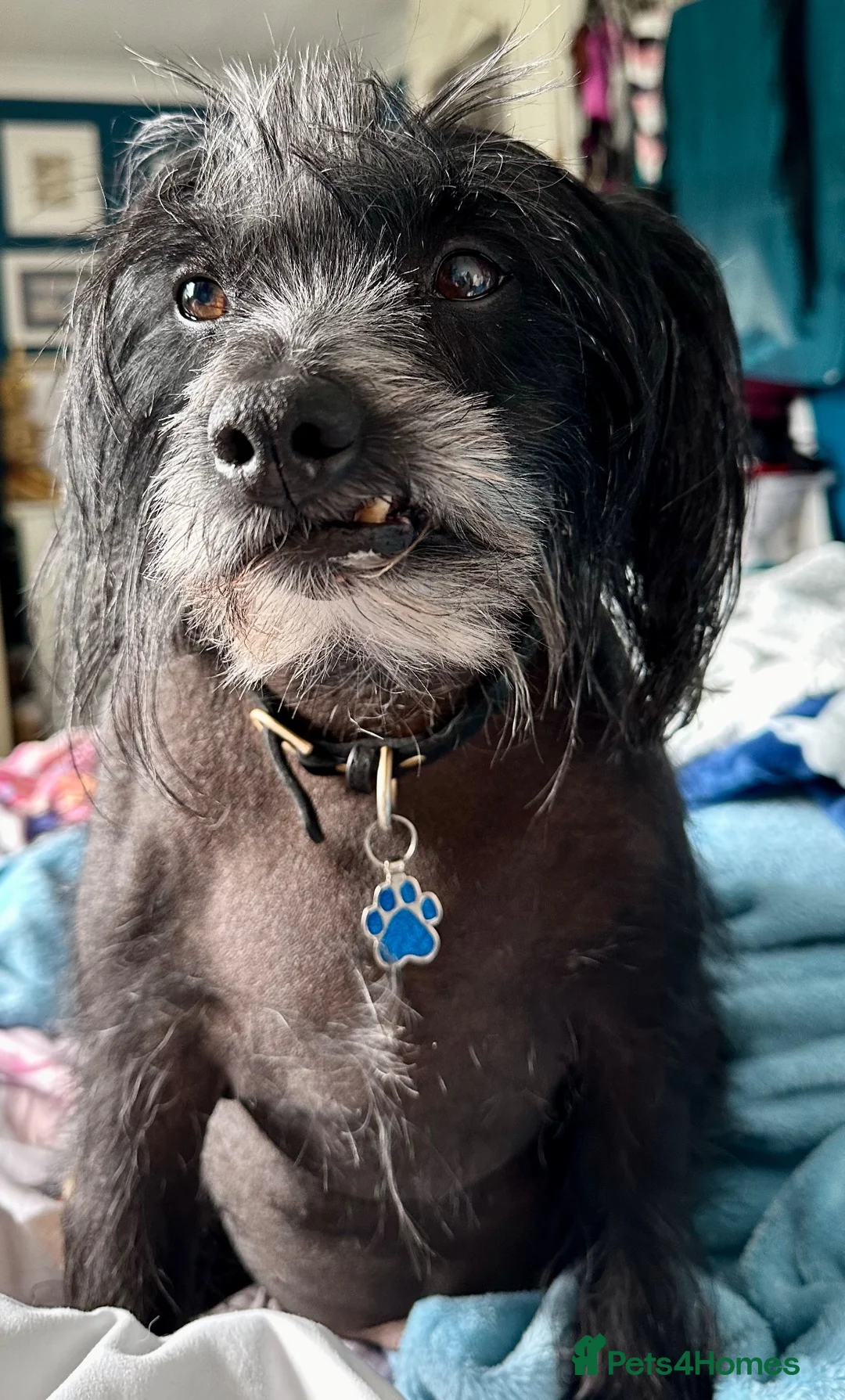 Mixed Breed dogs for sale: Older Gentleman Looking for His Happy Ever After in Ashford - Advert 2