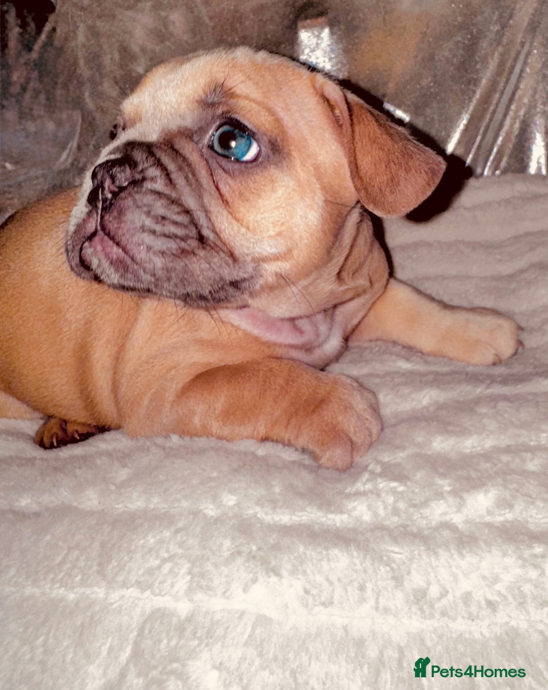 French Bulldog dogs for sale: French Bulldogs  - Image 6