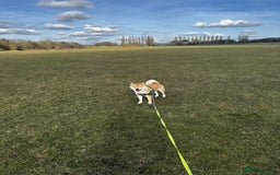 Japanese Shiba Inu dogs for stud: 18 months old Japanese Shiba Inu Stud Available - Image 7