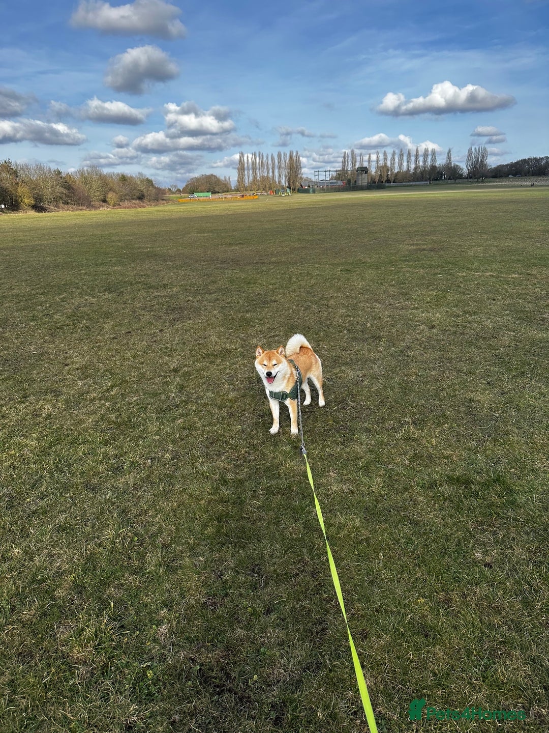 Japanese Shiba Inu dogs for stud: 18 months old Japanese Shiba Inu Stud Available - Image 7