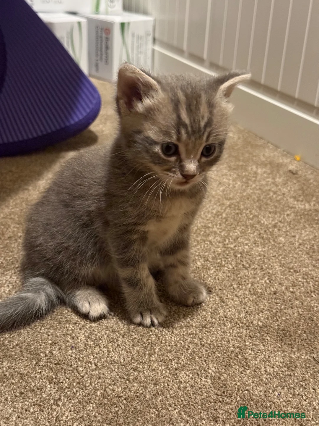 Mixed Breed cats for sale: Bengal x Ragdoll x  in Macclesfield - Advert 2