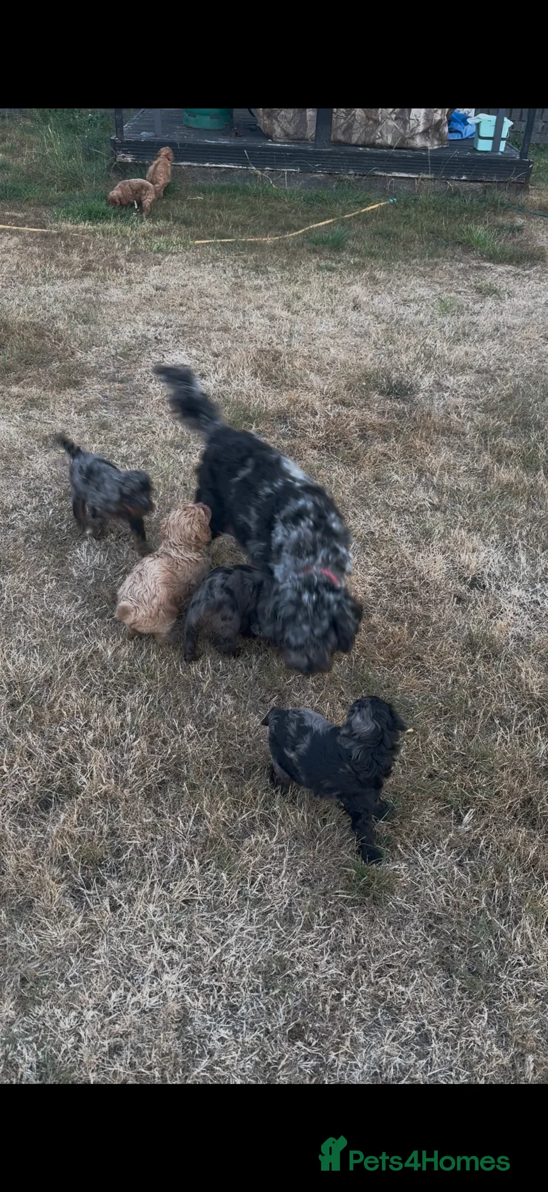 Cavapoo dogs for sale: 6 Bundles of fun Ready from 22 August  - Advert 2