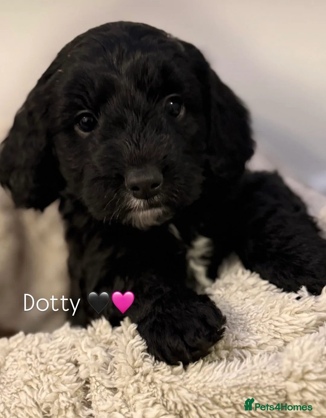 Mixed Breed dogs for sale: Stunning Litter of Sproodles 🤎🖤 - Advert 17