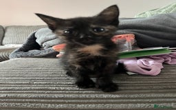 Mixed Breed cats for sale: 1 male 1 female kittens - Image 8