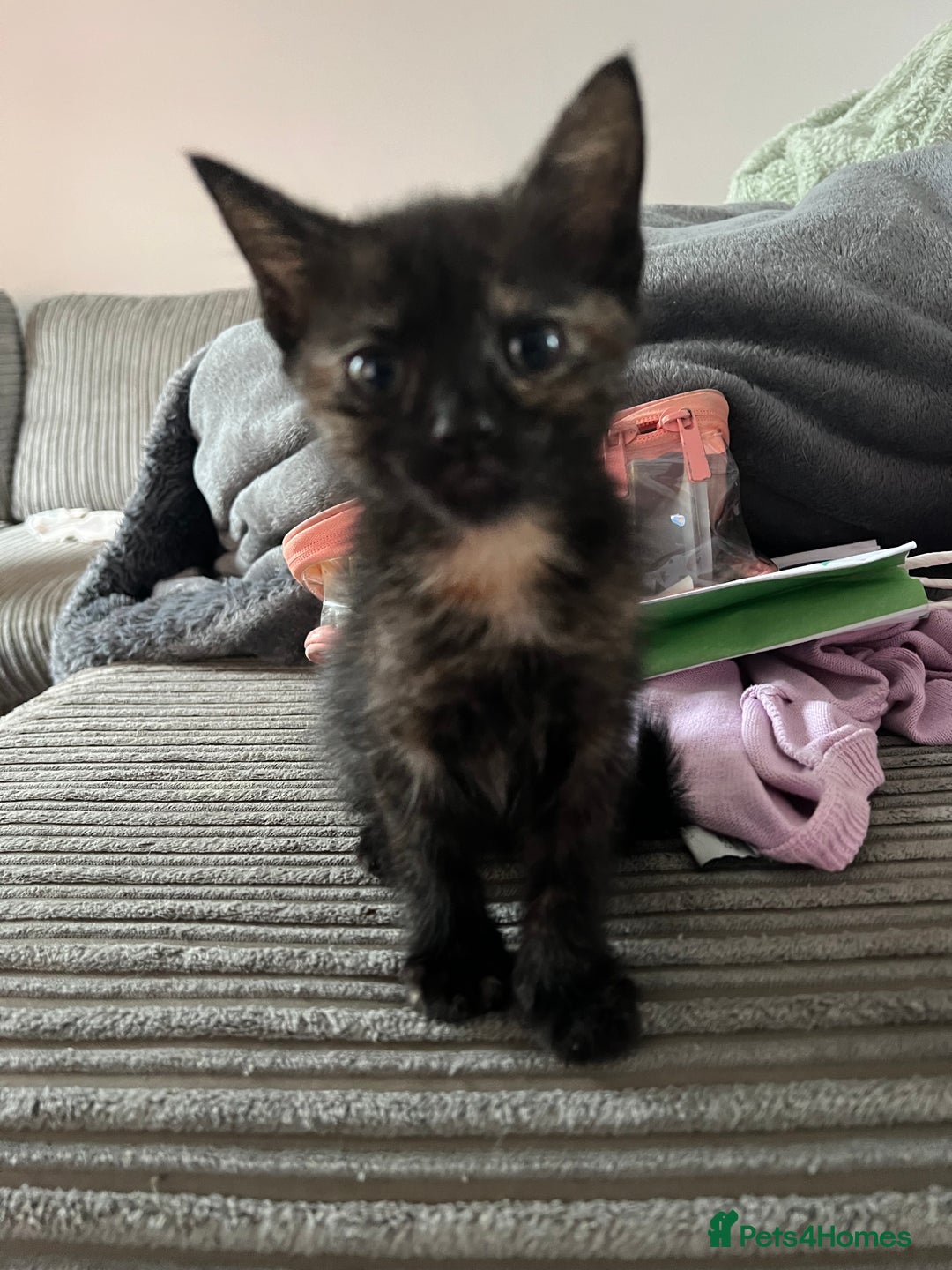 Mixed Breed cats for sale: 1 male 1 female kittens - Image 8