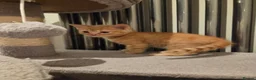 Mixed Breed cats for sale: 5 Adorable Kittens Looking for Loving Homes - Advert 2