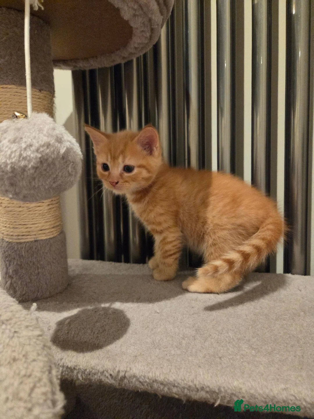 Mixed Breed cats for sale: 5 Adorable Kittens Looking for Loving Homes - Advert 2