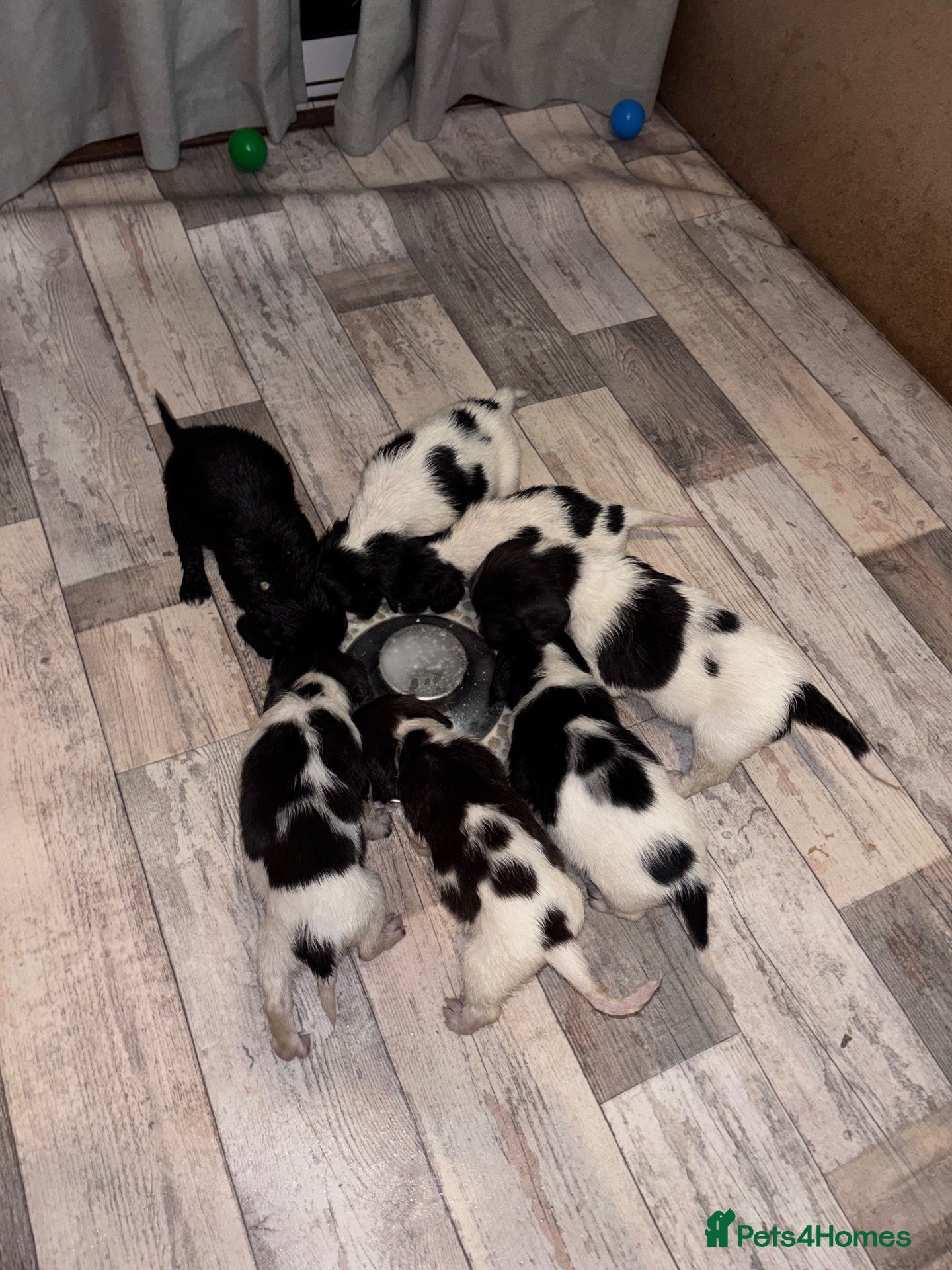 Sprocker dogs Sprocker Puppies For Sale - Advert 2