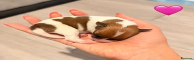 Jack Russell 4 🩷