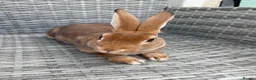 Rex rabbits for sale: Pure bred mini Rex 🐰  - Advert 3