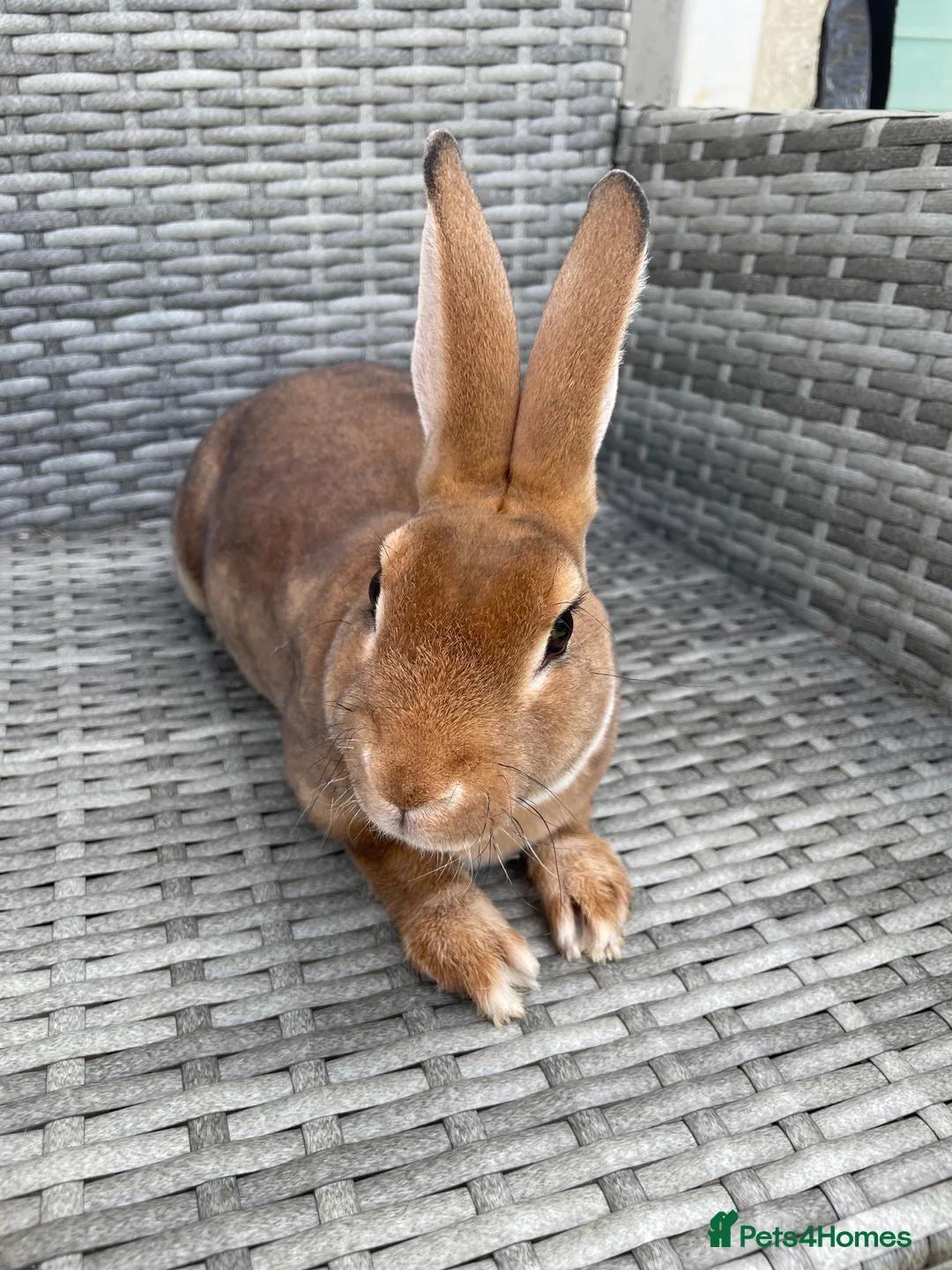 Rex rabbits for sale: Pure bred mini Rex 🐰  - Advert 2