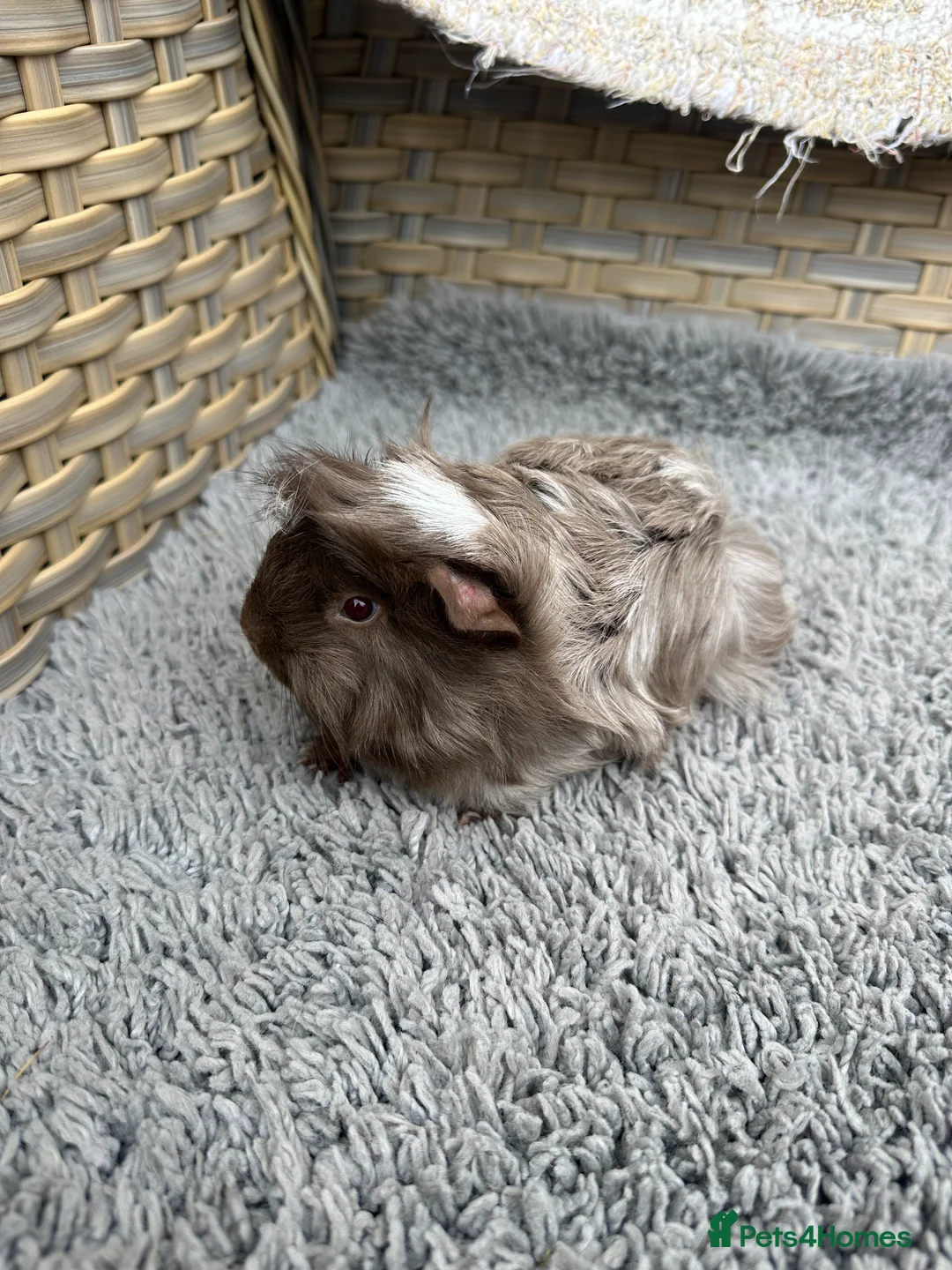 Guinea Pig rodents for sale: 2 long haired baby Peruvian boy guinea pigs. - Advert 4