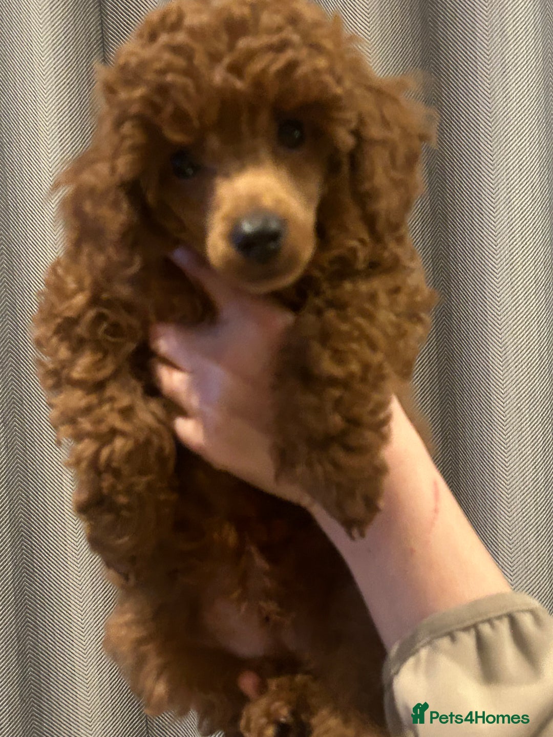 Miniature Poodle dogs for sale: Exceptional miniature poodle puppy  - Advert 8