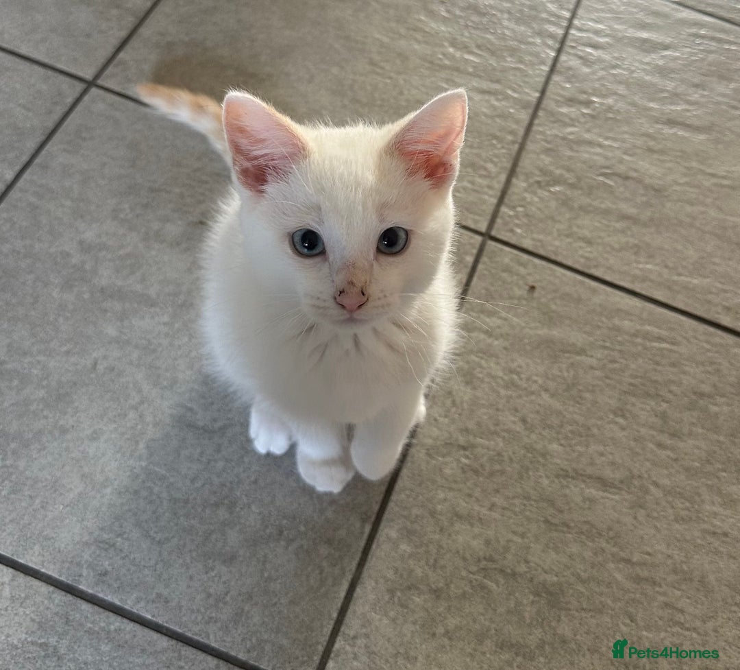 Mixed Breed cats for sale: Gorgeous white kittens READY NOW in Stoke-on-Trent - Image 3