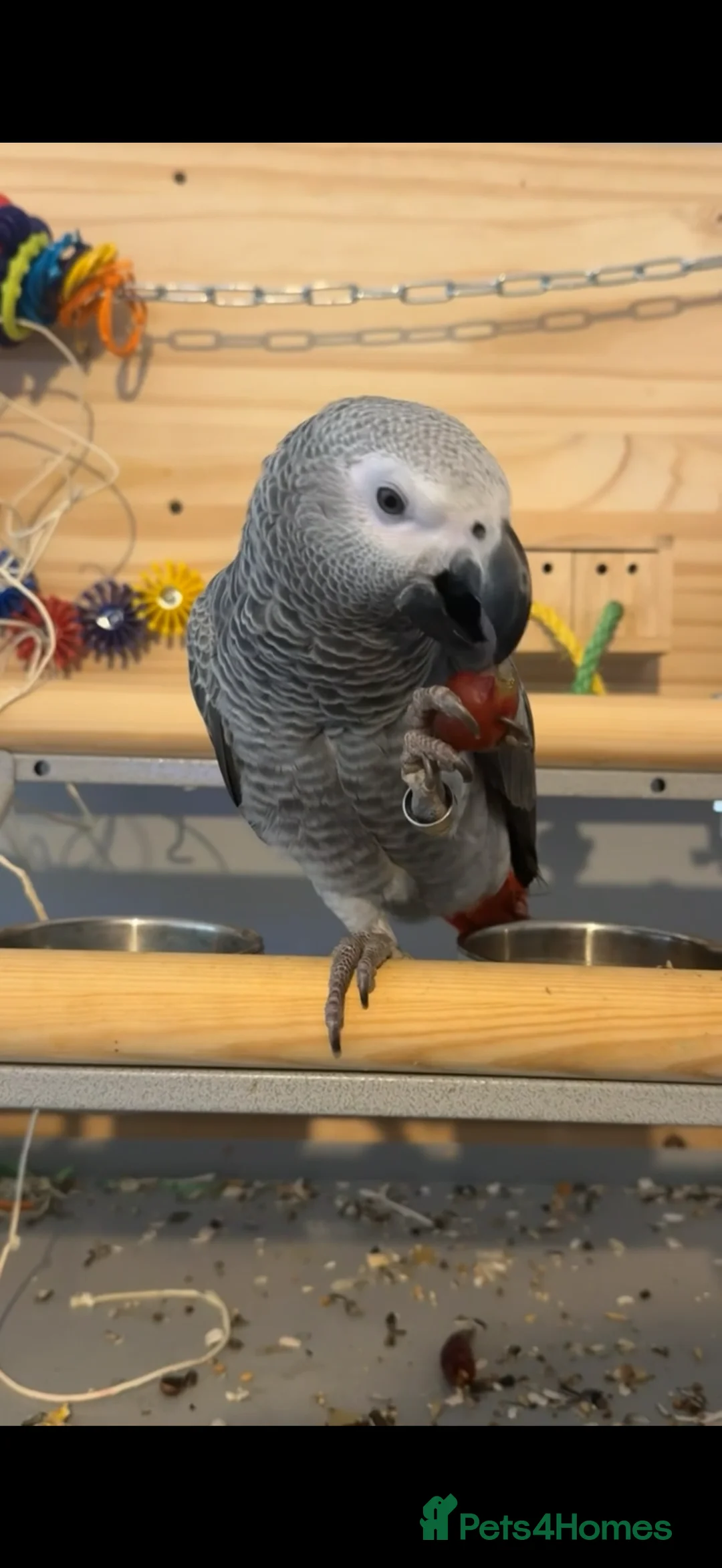 Parrots birds for sale: ECHO AFRICAN GREY PARROT  in Worthing - Advert 1