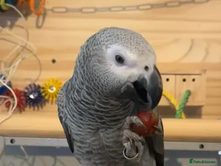 Parrots birds ECHO AFRICAN GREY PARROT in Worthing - Advert 1