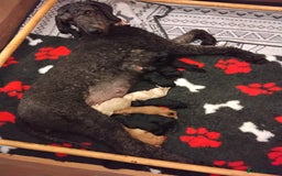 Standard Poodle dogs for sale: Beautiful KC Reg Standard Poodle Puppies - Image 3