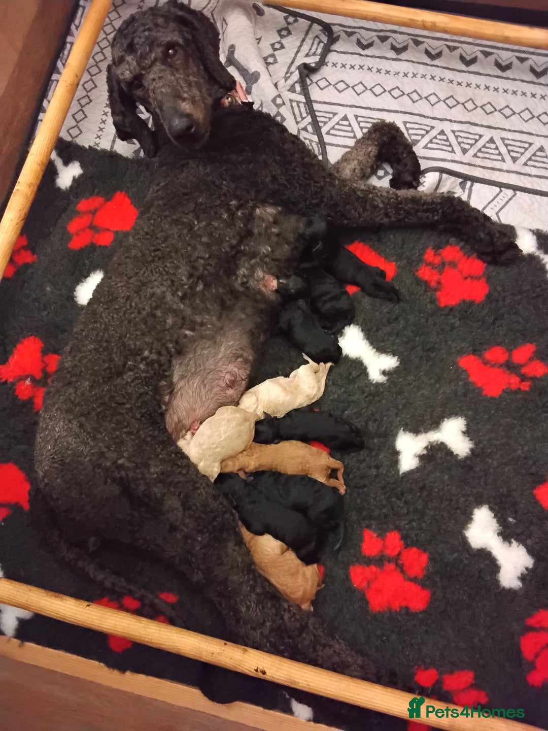 Standard Poodle dogs for sale: Beautiful KC Reg Standard Poodle Puppies - Image 3