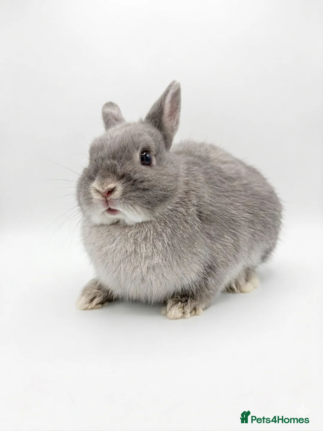 Netherland Dwarf rabbits for sale: BABY TAME PUREBRED NETHERLAND DWARF  - Advert 2