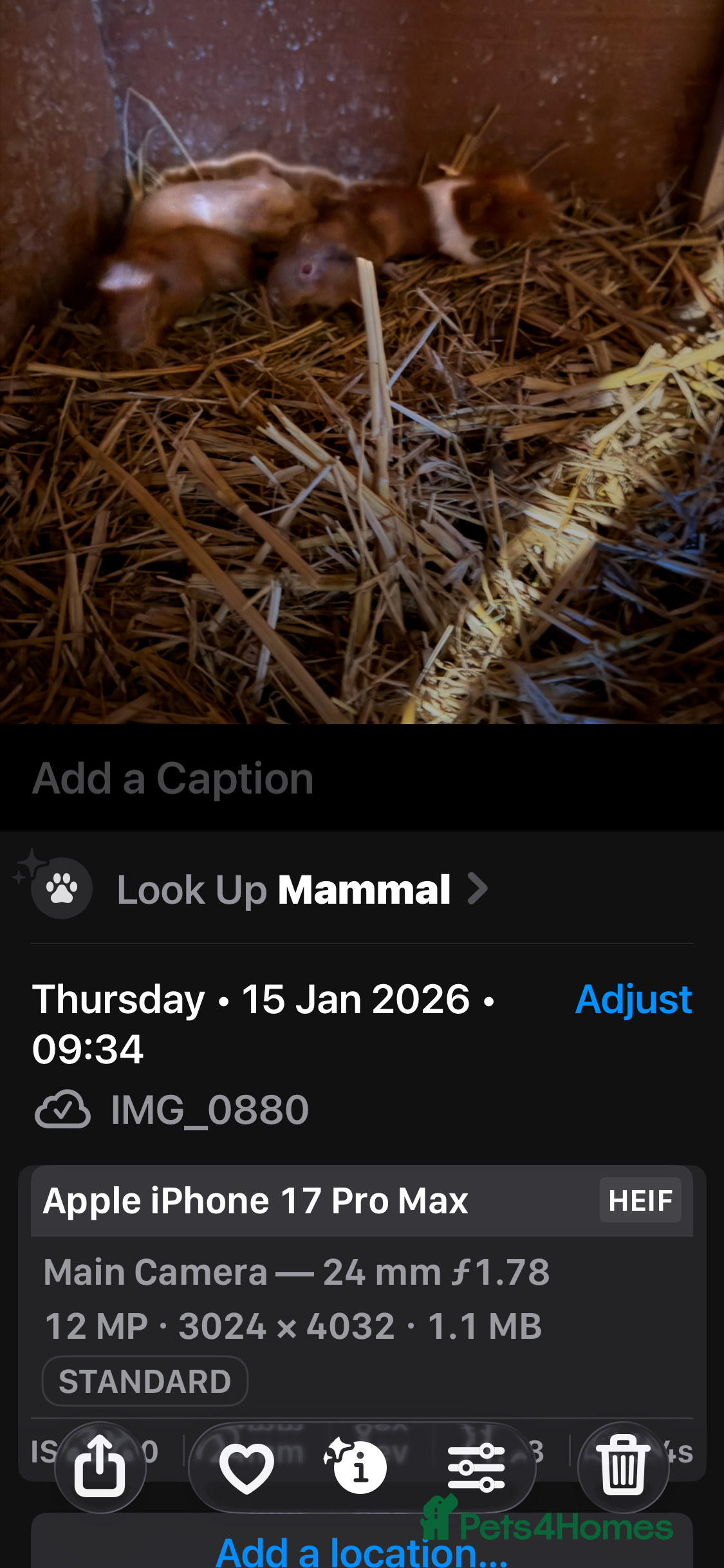 Guinea Pig rodents More sows than boars teddy’s x calis - Advert 1