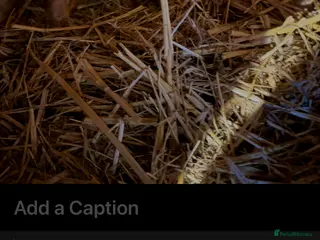 Guinea Pig rodents More sows than boars teddy’s x calis - Advert 1