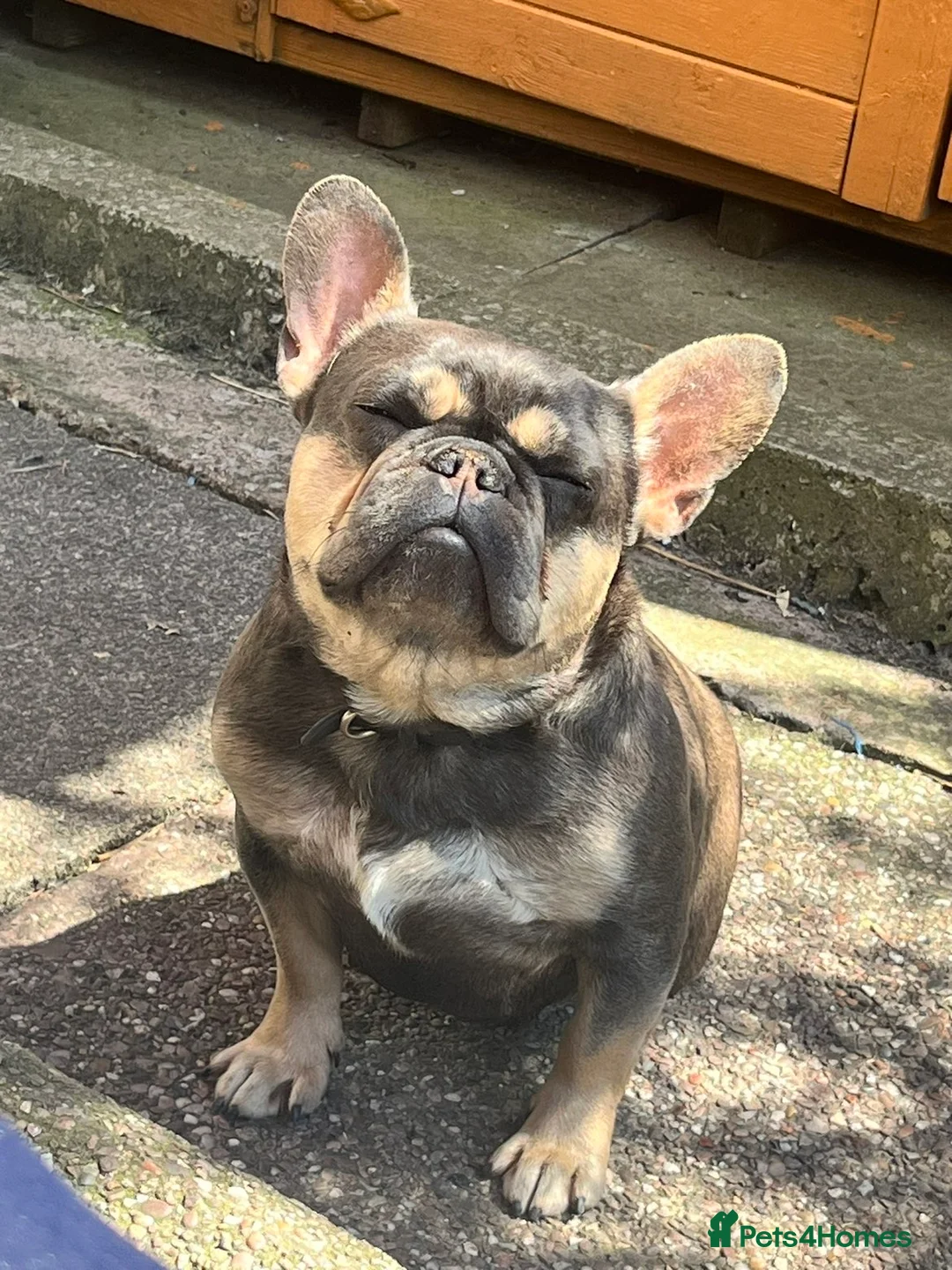 French Bulldog dogs for sale: French bulldog  - Advert 2