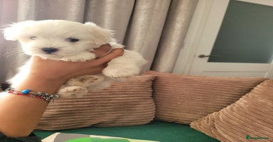 Coton De Tulear dogs - Advert 13