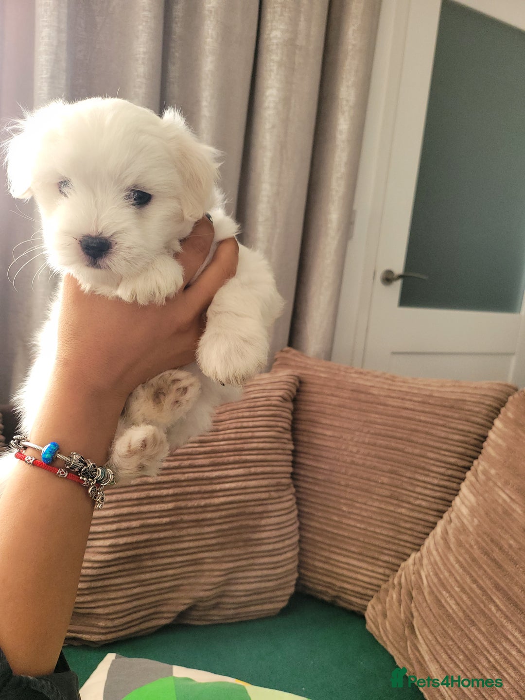 Coton De Tulear dogs for sale: Gorgeous puppies 🐶 KC registered - Image 3