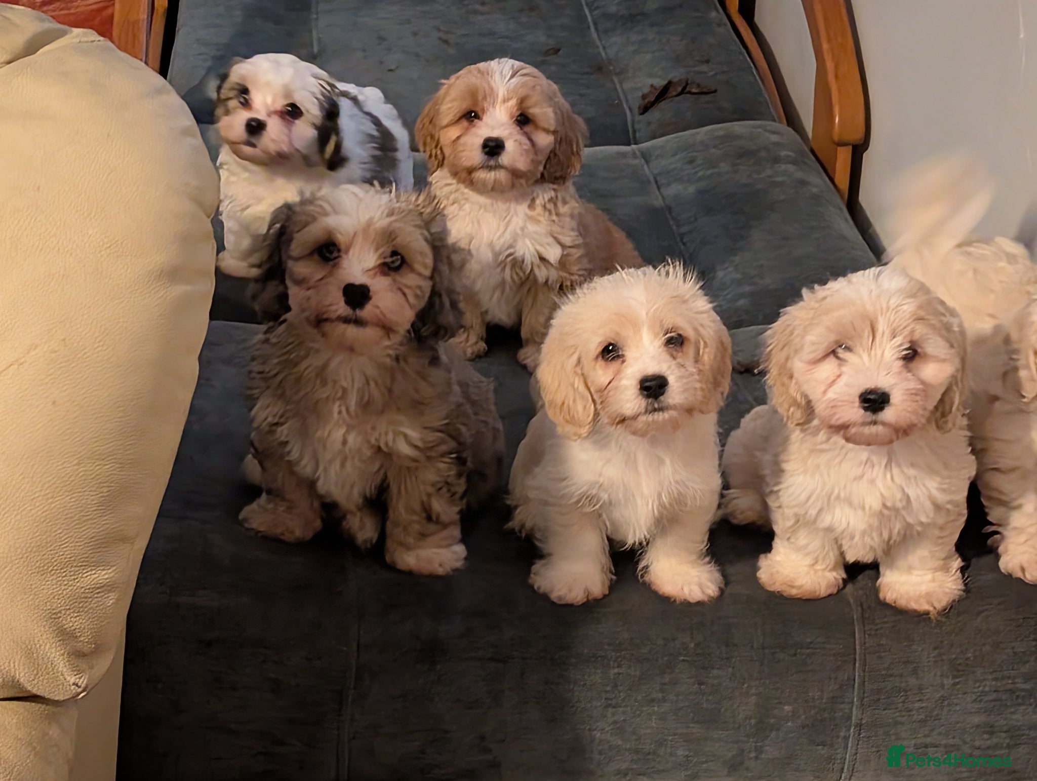 Mixed Breed dogs Adorable little bundles of joy!!  - Advert 7