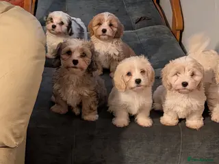 Mixed Breed dogs Adorable little bundles of joy!! - Advert 1