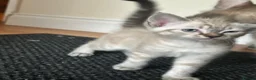 Mixed Breed cats for sale: 2 female kittens  - Advert 6