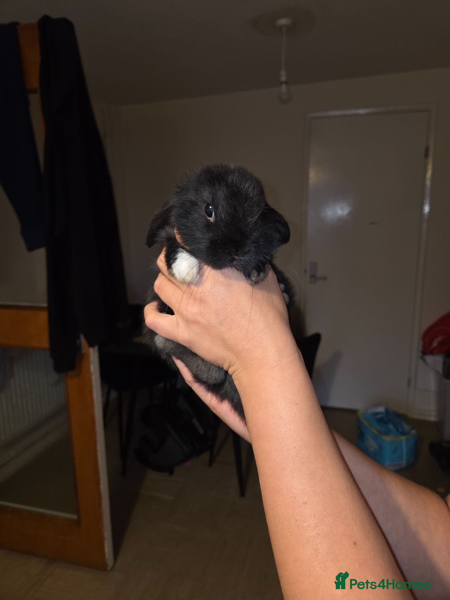 Mini Lop rabbits Beautiful Mini lops - Advert 19