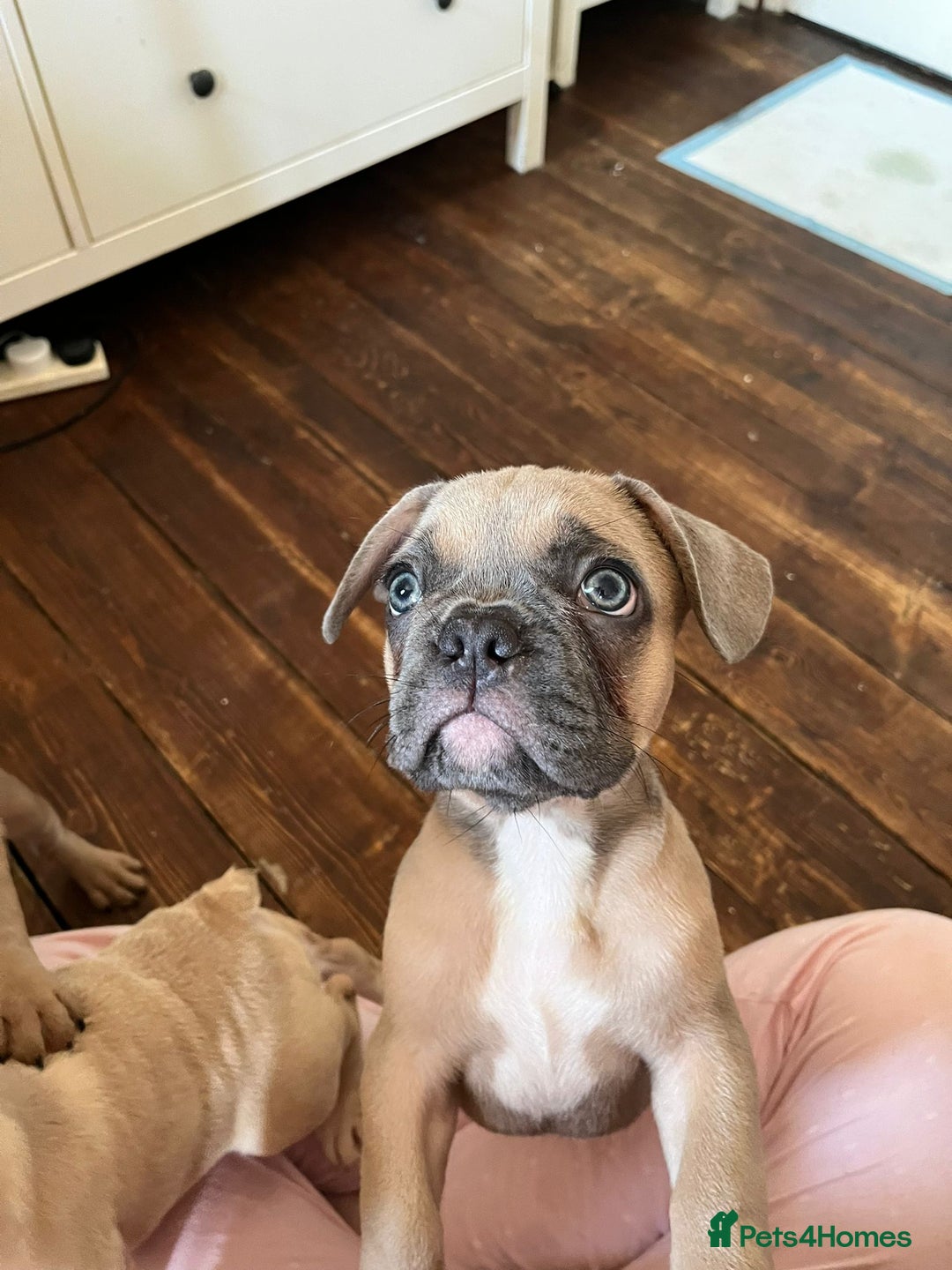 French Bulldog dogs for sale: 4 Beautiful Babies  - Image 40